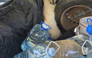 2026_Nordic-Strays-Lulu_00 (11)