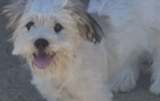 2026_Nordic-Strays-Lulu_00 (12)