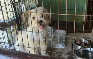 2026_Nordic-Strays-Lulu_00 (2)
