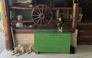 2026_Nordic-Strays-Lulu_00 (3)