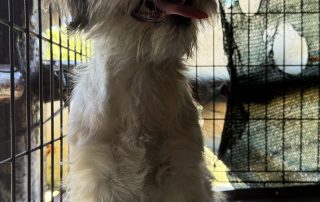 2026_Nordic-Strays-Lulu_00 (6)