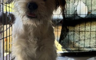 2026_Nordic-Strays-Lulu_00 (7)