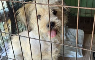 2026_Nordic-Strays-Lulu_00 (8)