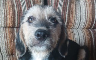 2026_Nordic-Strays-Luna_00 (5)