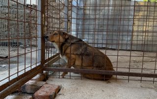 2026_Nordic-Strays-Maffi_00_ (2)