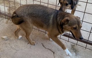 2026_Nordic-Strays-Maffi_00_ (3)