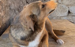 2026_Nordic-Strays-Maffi_00_ (4)