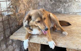 2026_Nordic-Strays-Maffi_00_ (5)