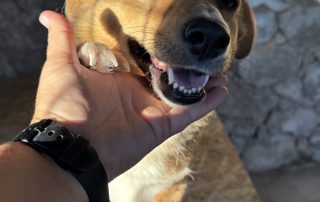2026_Nordic-Strays-Maffi_00_ (7)