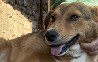 2026_Nordic-Strays-Maffi_00_ (8)