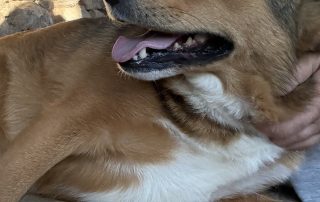 2026_Nordic-Strays-Maffi_00_ (9)