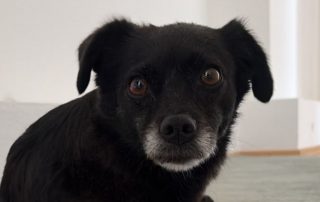 2026_Nordic-Strays-Mara_00 (1)