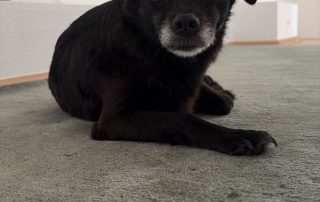 2026_Nordic-Strays-Mara_00 (2)