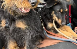 2026_Nordic-Strays-Milica_00 (19)