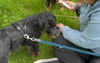 2026_Nordic-Strays-Milica_00 (2)