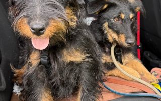 2026_Nordic-Strays-Milica_00 (20)