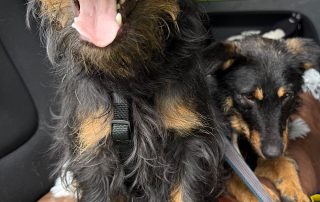2026_Nordic-Strays-Milica_00 (23)