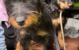 2026_Nordic-Strays-Milica_00 (24)
