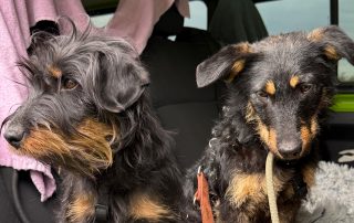 2026_Nordic-Strays-Milica_00 (25)