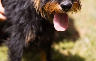 2026_Nordic-Strays-Mischa_00 (10)