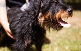2026_Nordic-Strays-Mischa_00 (11)