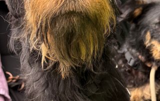 2026_Nordic-Strays-Mischa_00 (12)