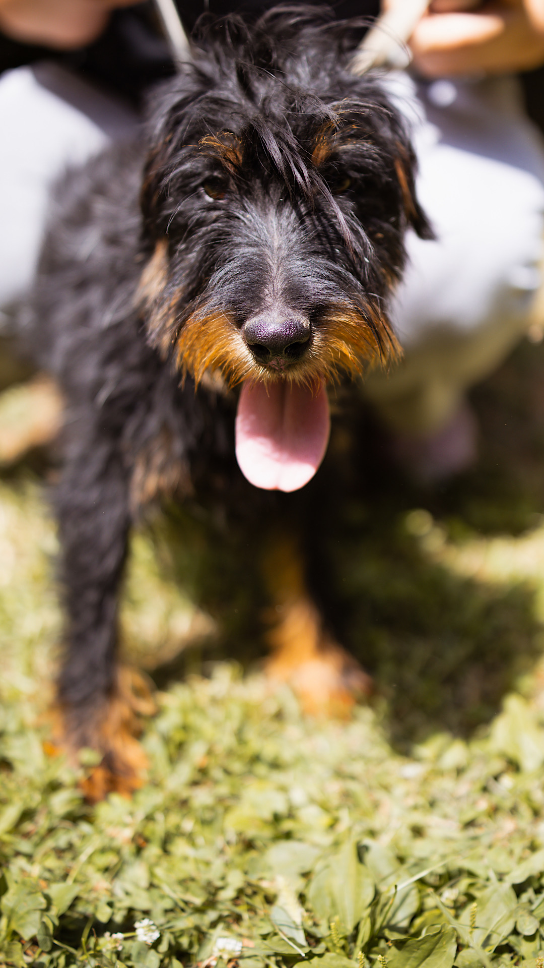 2026_Nordic-Strays-Mischa_00 (8)