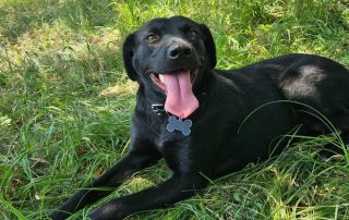 2026_Nordic-Strays-Myra_00 (1)