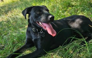 2026_Nordic-Strays-Myra_00 (2)
