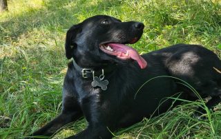 2026_Nordic-Strays-Myra_00 (3)
