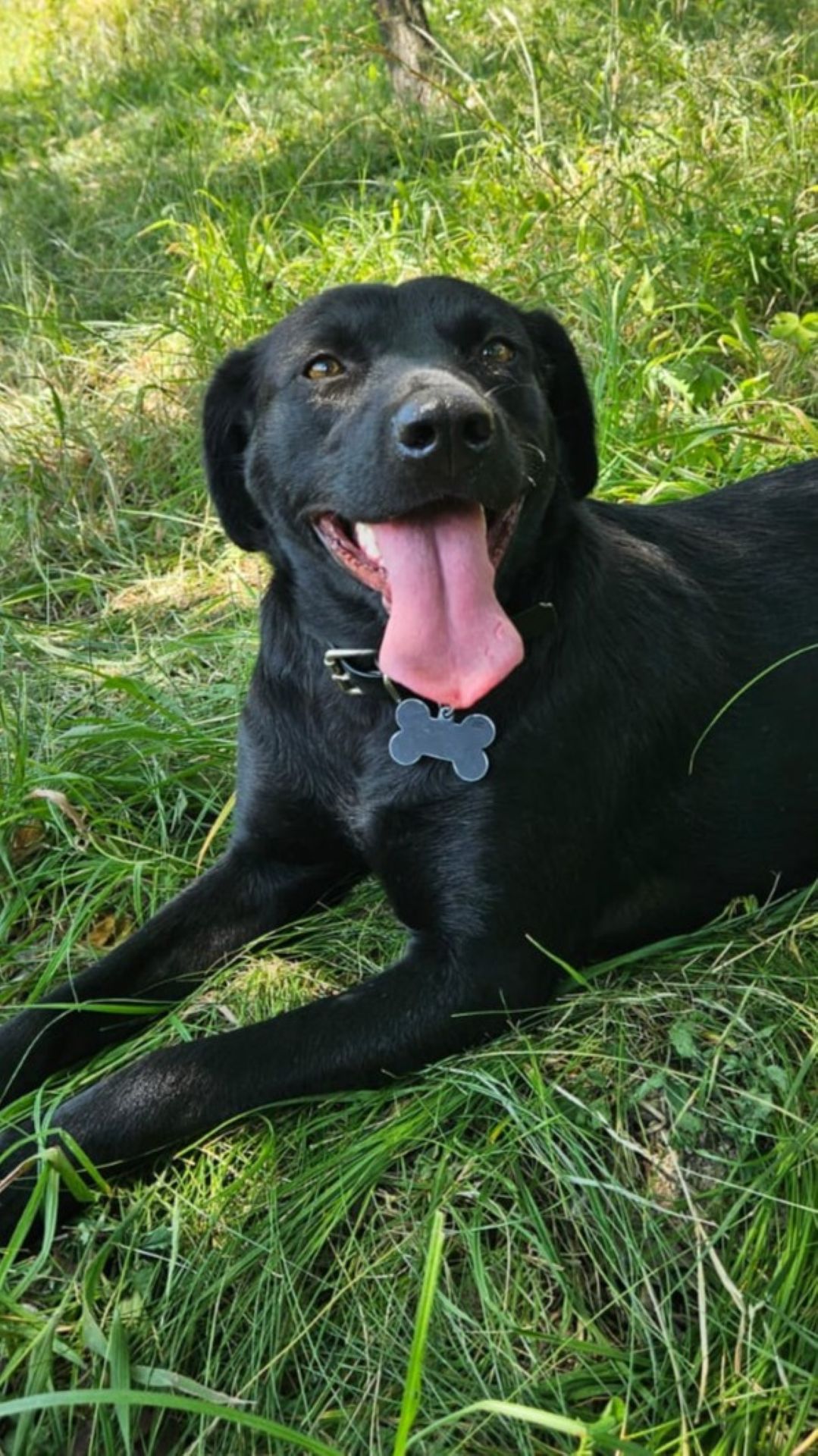 2026_Nordic-Strays-Myra_00 (4)