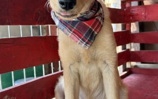 2026_Nordic-Strays-Nira_0010