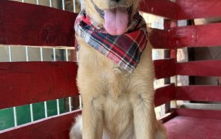 2026_Nordic-Strays-Nira_008
