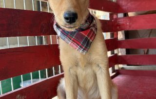 2026_Nordic-Strays-Nira_009