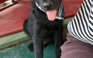 2026_Nordic-Strays-Niron_00 (5)