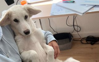 2026_Nordic-Strays-Orfea_00 (3)