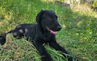 2026_Nordic-Strays-Pablo_00 (1)