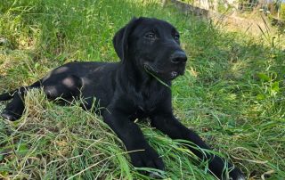 2026_Nordic-Strays-Pablo_00 (2)