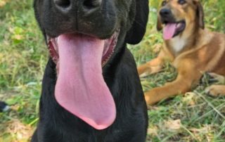 2026_Nordic-Strays-Pablo_00 (3)