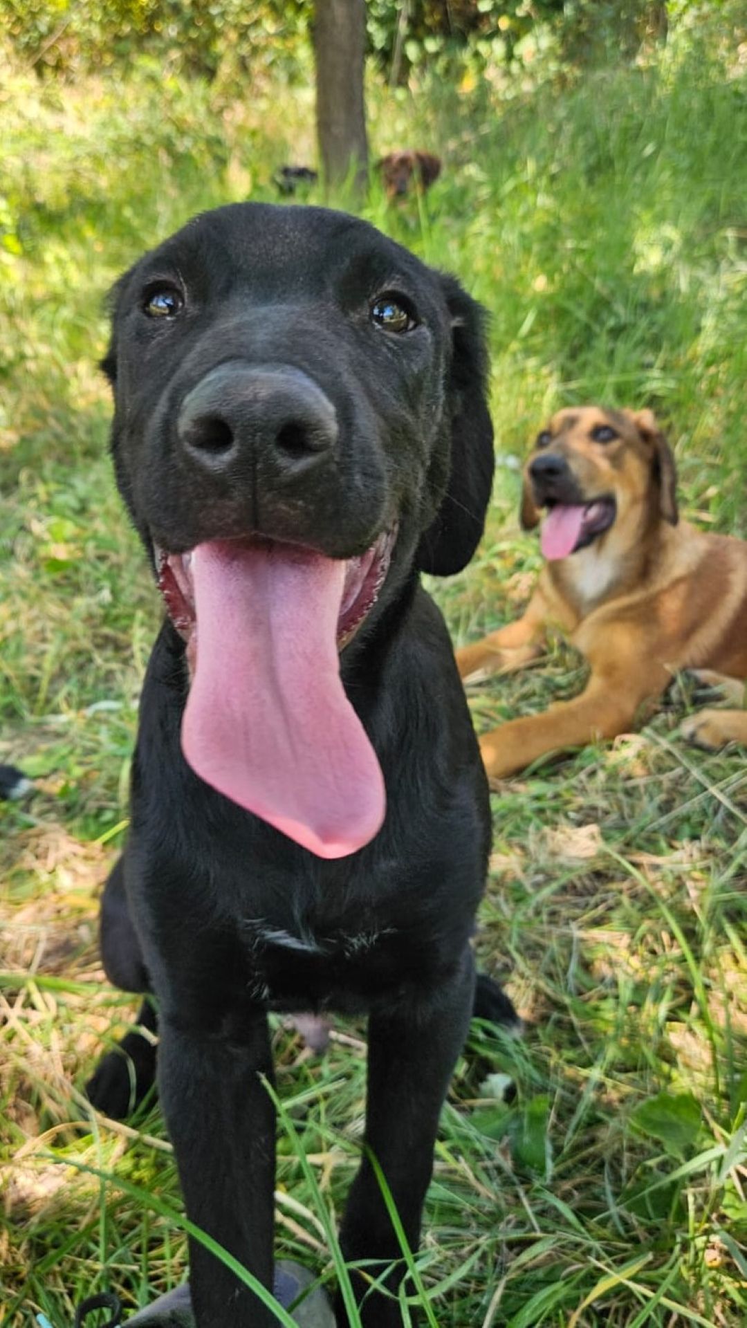 2026_Nordic-Strays-Pablo_00 (3)