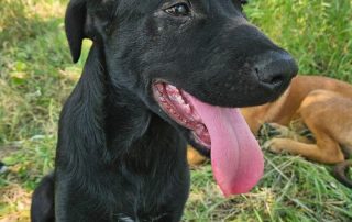 2026_Nordic-Strays-Pablo_00 (4)