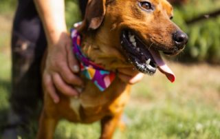 2026_Nordic-Strays-Pippilotta_00 (3)