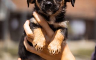 2026_Nordic-Strays-Pixie_00 (10)