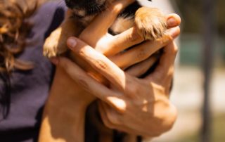 2026_Nordic-Strays-Pixie_00 (11)