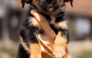 2026_Nordic-Strays-Pixie_00 (12)