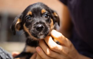 2026_Nordic-Strays-Pixie_00 (13)