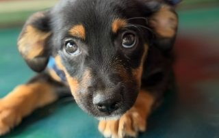 2026_Nordic-Strays-Pixie_00 (6)