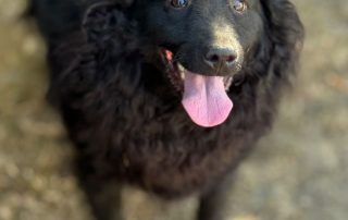 2026_Nordic-Strays-Raya_00 (1)
