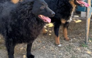 2026_Nordic-Strays-Raya_00 (2)