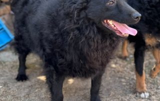 2026_Nordic-Strays-Raya_00 (4)